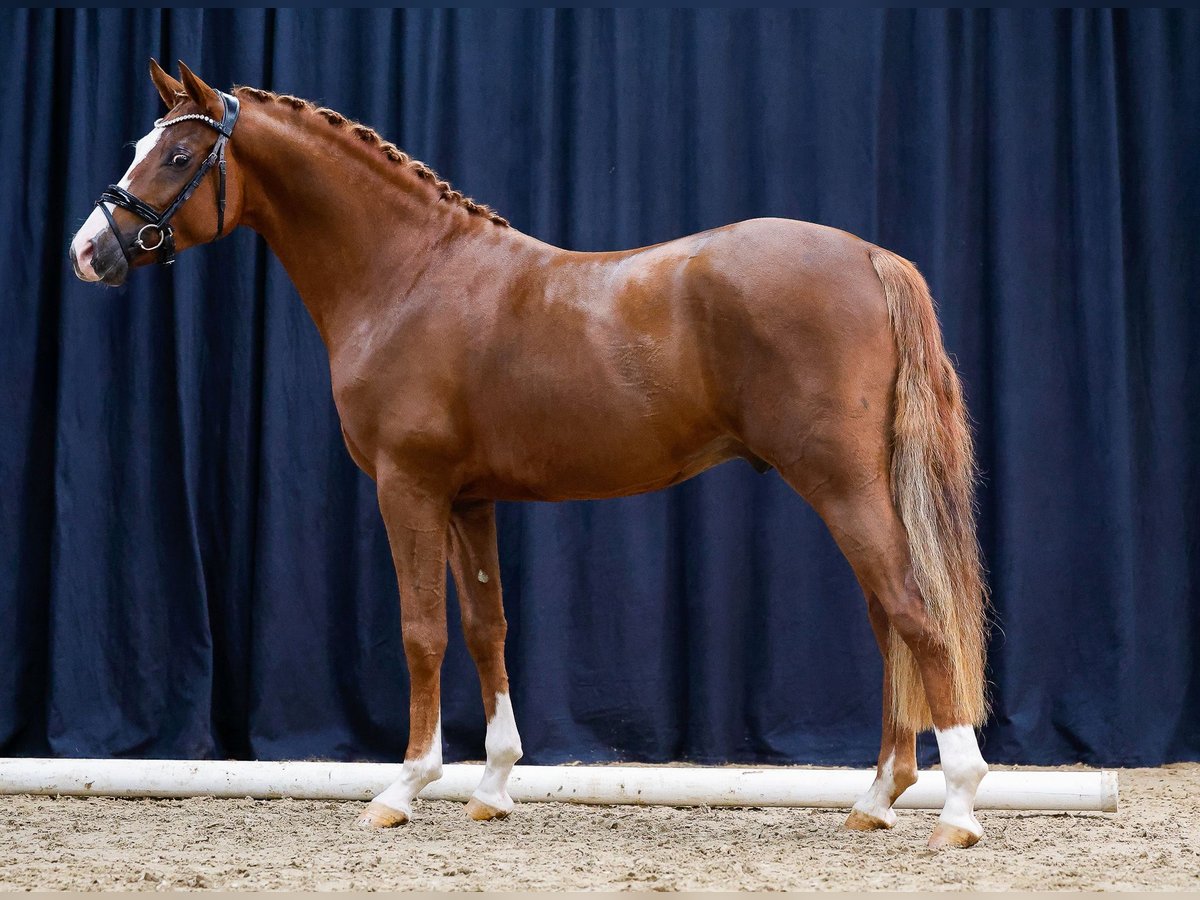 German Riding Pony Stallion 2 years Chestnut-Red in Rommerskirchen