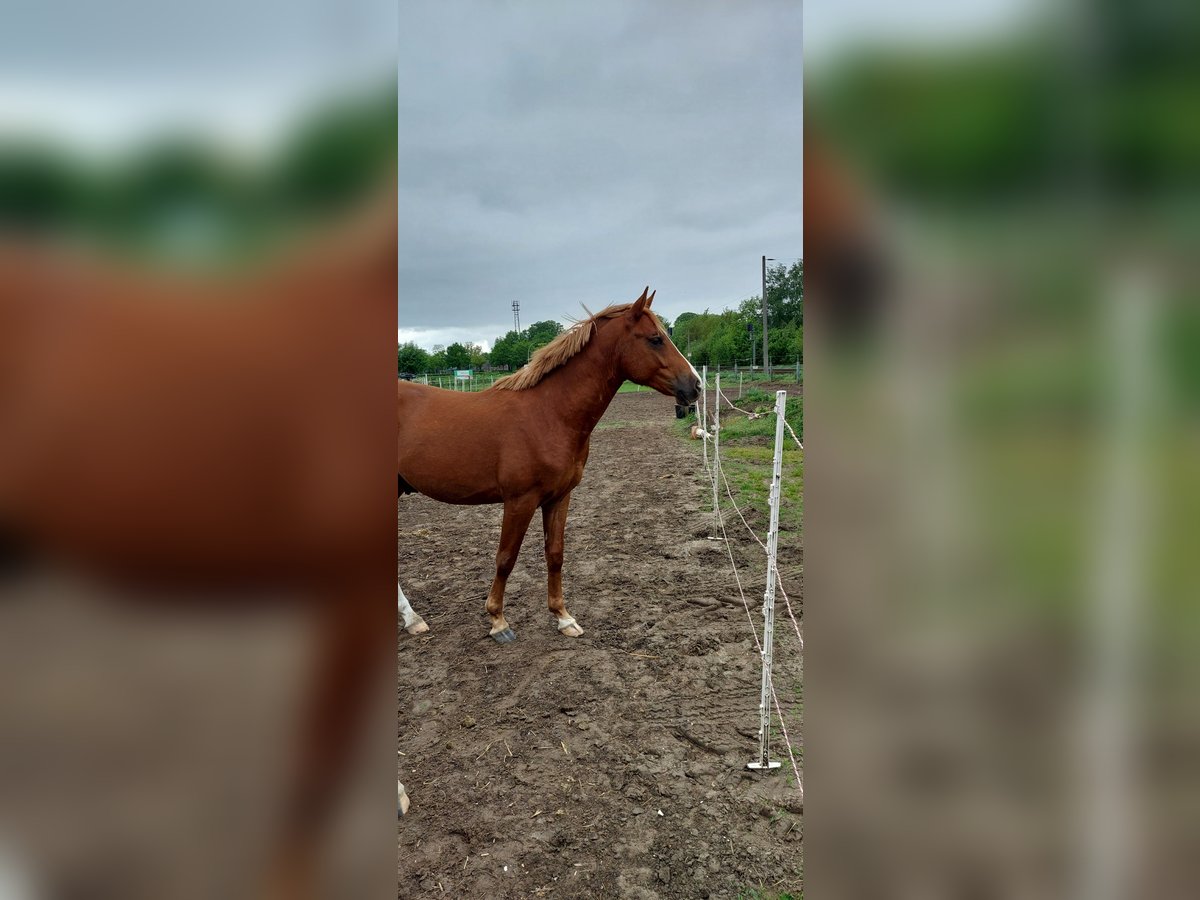 German Riding Pony Stallion 2 years in Emsdetten