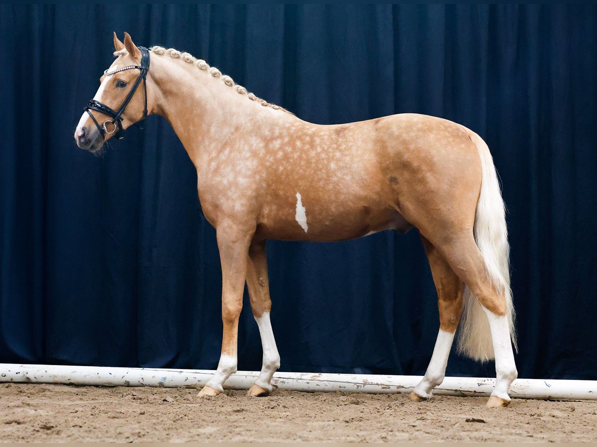 German Riding Pony Stallion 2 years Palomino in Dötlingen