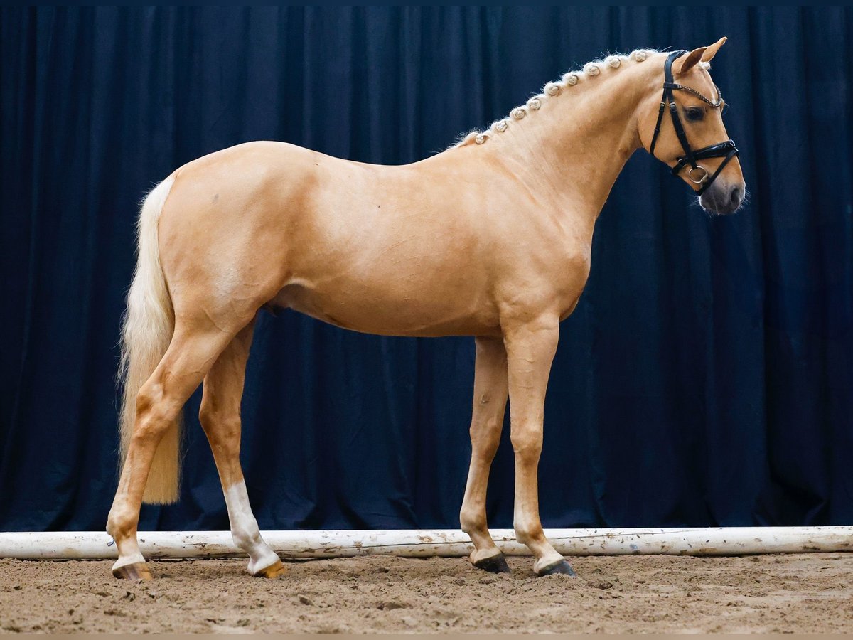 German Riding Pony Stallion 2 years Palomino in Marsberg