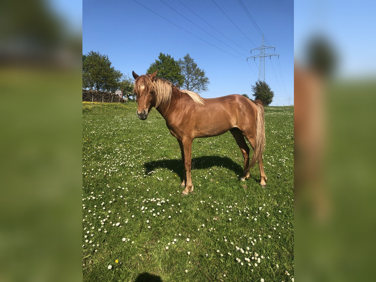 German Riding Pony Stallion 3 years 13 hh Chestnut-Red in Damp