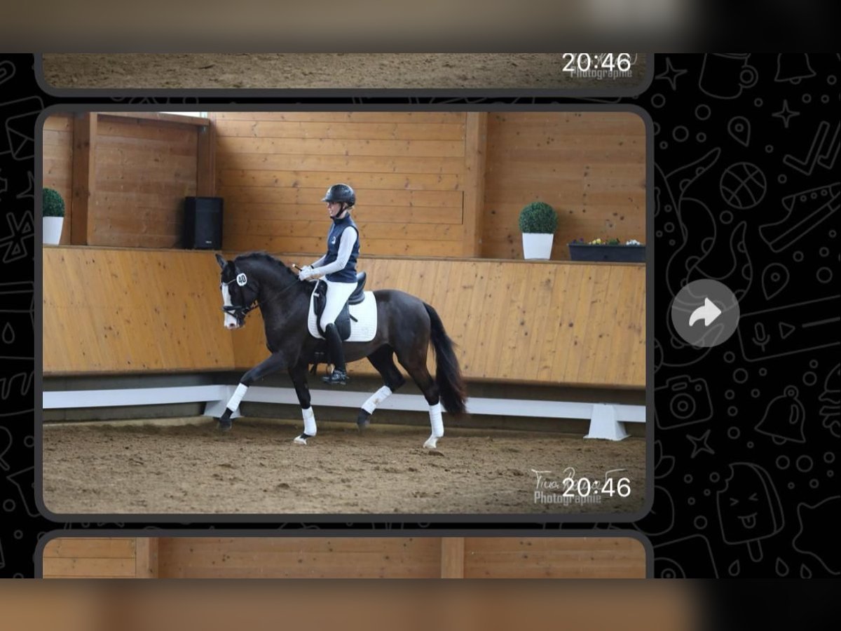 German Riding Pony Stallion 3 years 14,1 hh Bay-Dark in Brunsbüttel