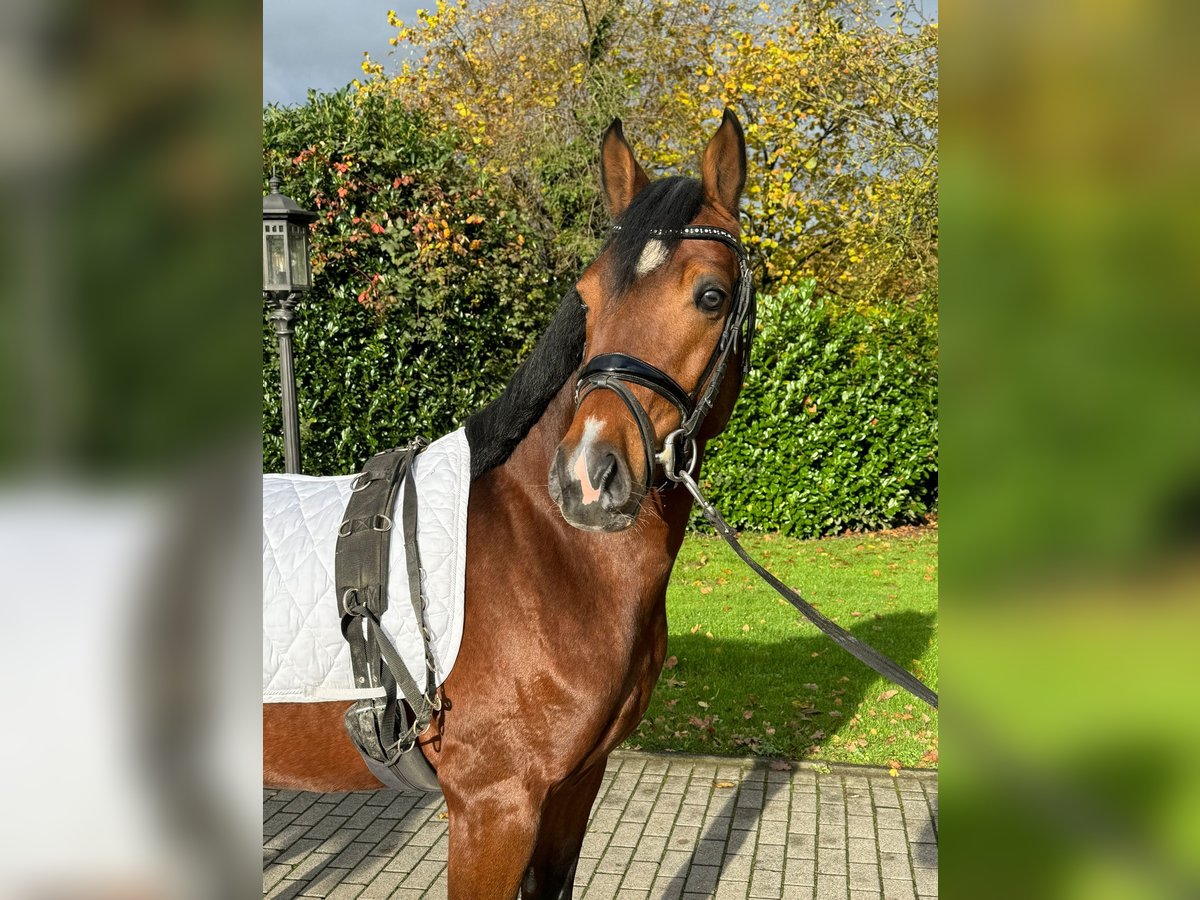German Riding Pony Ranch German Riding Pony Stallion 3 years 14,1 hh Brown in Hünxe