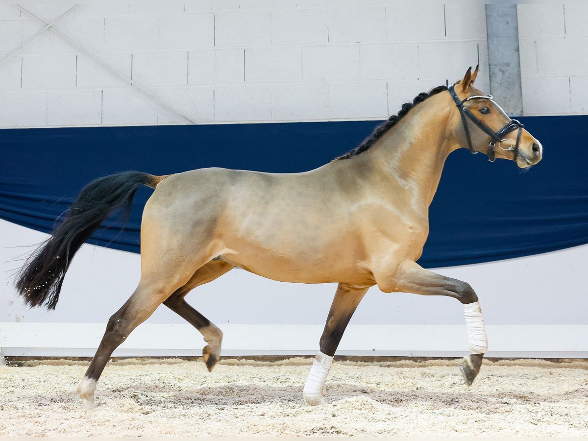 German Riding Pony Stallion 3 years 14,1 hh Brown in Marsberg