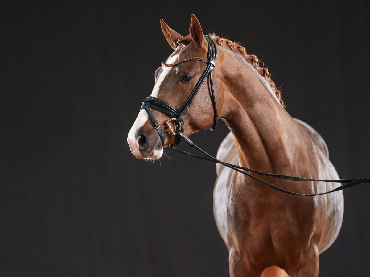 German Riding Pony Stallion 3 years 14,1 hh Chestnut-Red in Bedburg