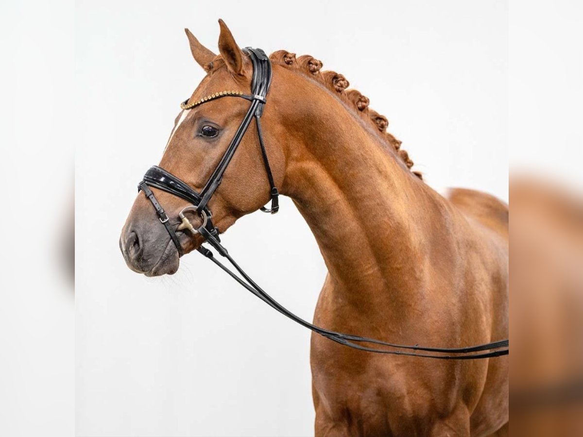 German Riding Pony Stallion 3 years 14,1 hh Chestnut-Red in Bedburg