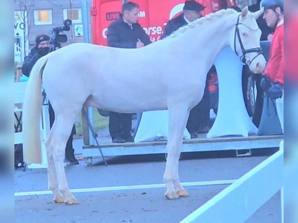 German Riding Pony Stallion 3 years 14,1 hh Cremello in Wolfsbach