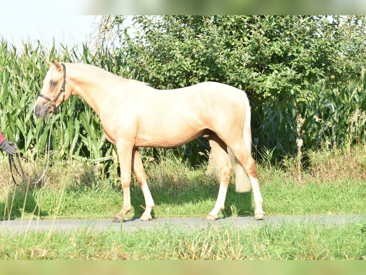 German Riding Pony Stallion 3 years 14,1 hh Palomino in Raddestorf