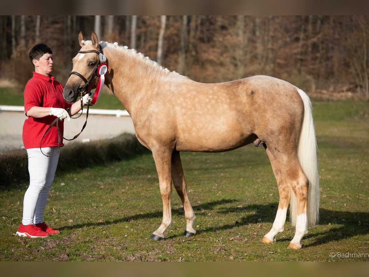 German Riding Pony Stallion 3 years 14,1 hh Palomino in Frankenberg (Eder)