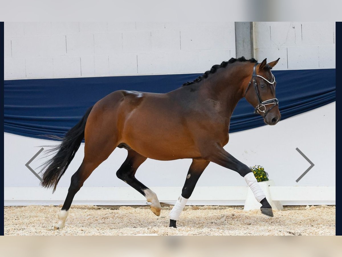 German Riding Pony Stallion 3 years 14,2 hh Brown in Aeugst am Albis