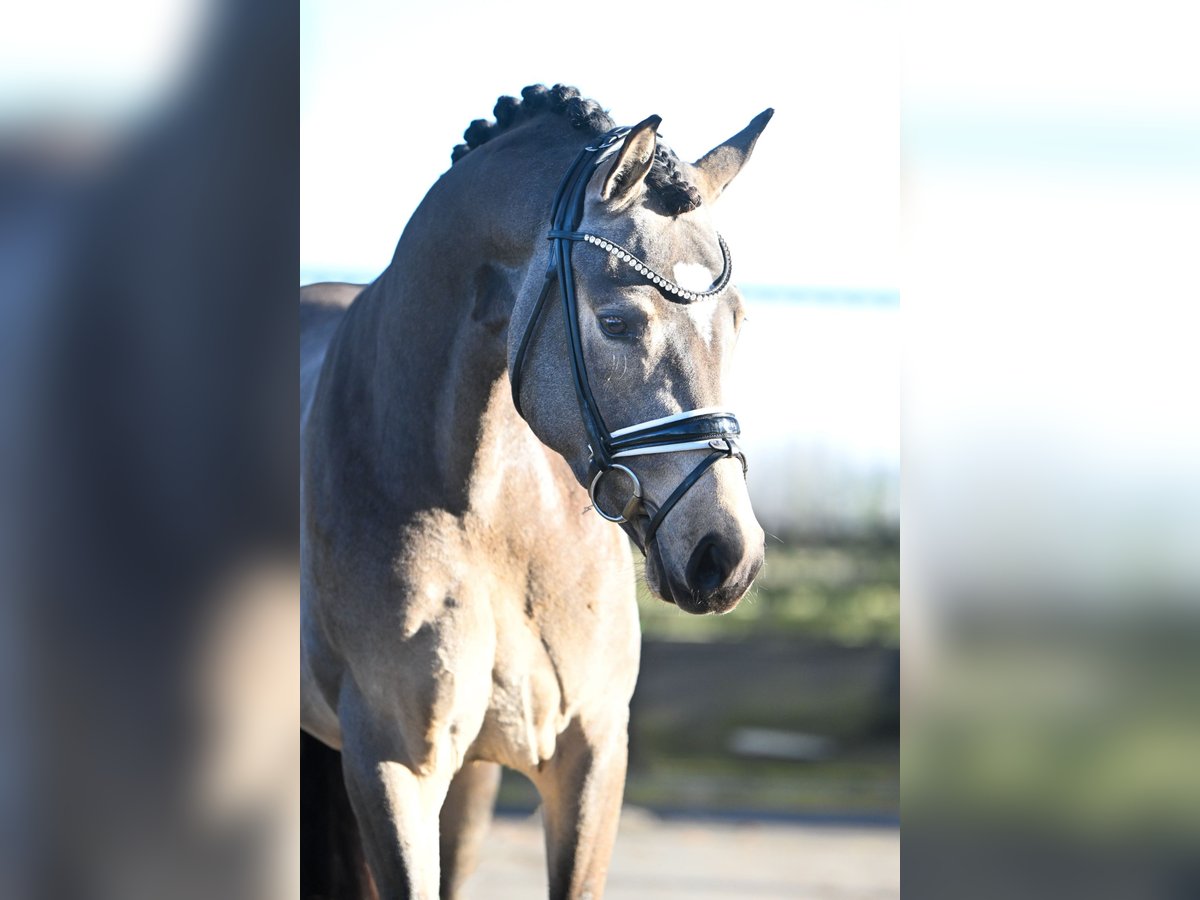 German Riding Pony Stallion 3 years 14,2 hh Buckskin in Vettweiß