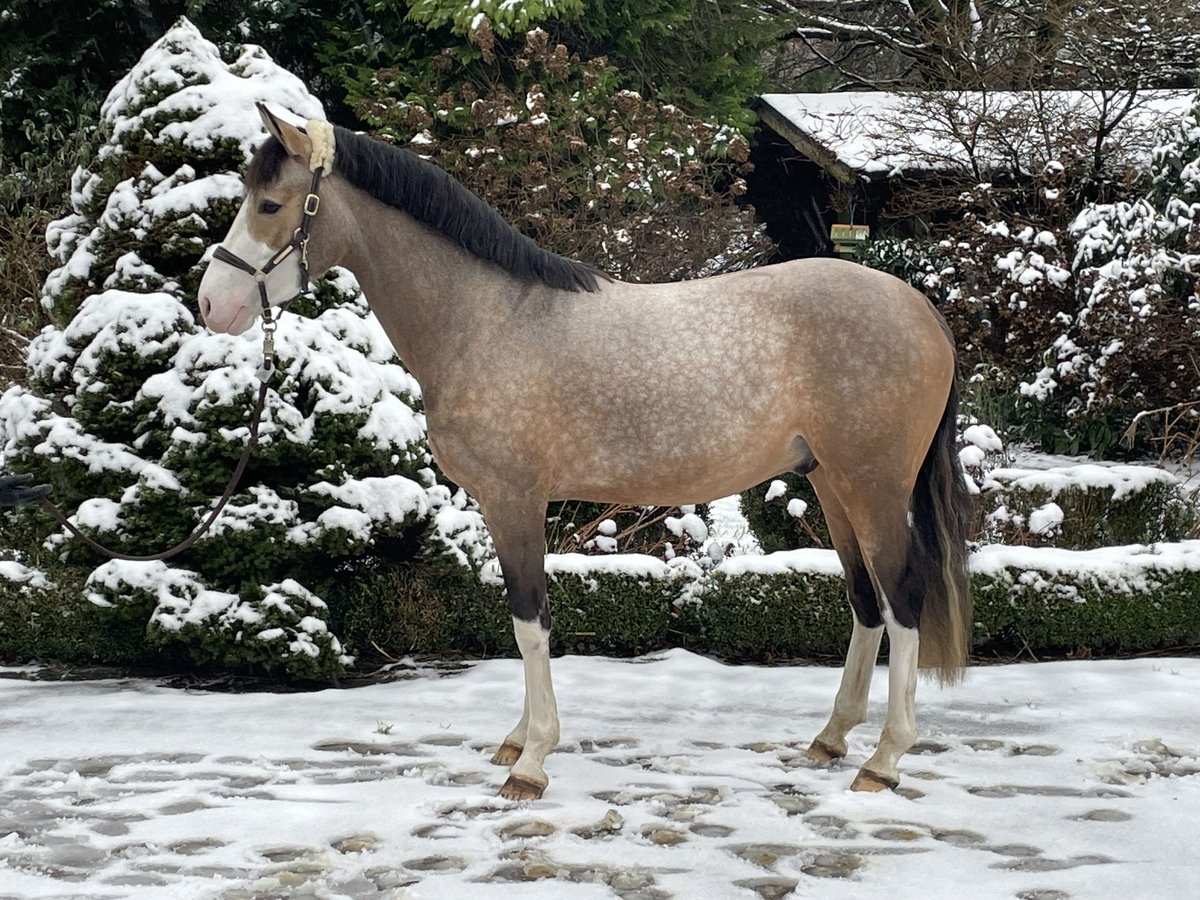 German Riding Pony Stallion 3 years 14,2 hh Dun in Wipperfürth