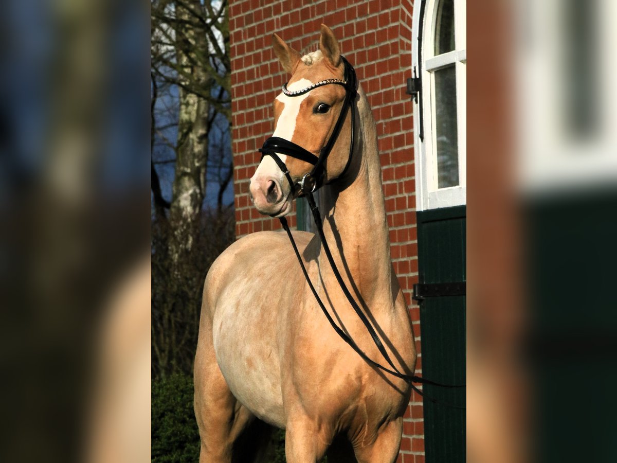 German Riding Pony Stallion 3 years 14,2 hh Palomino in Rehburg-Loccum Münchehagen
