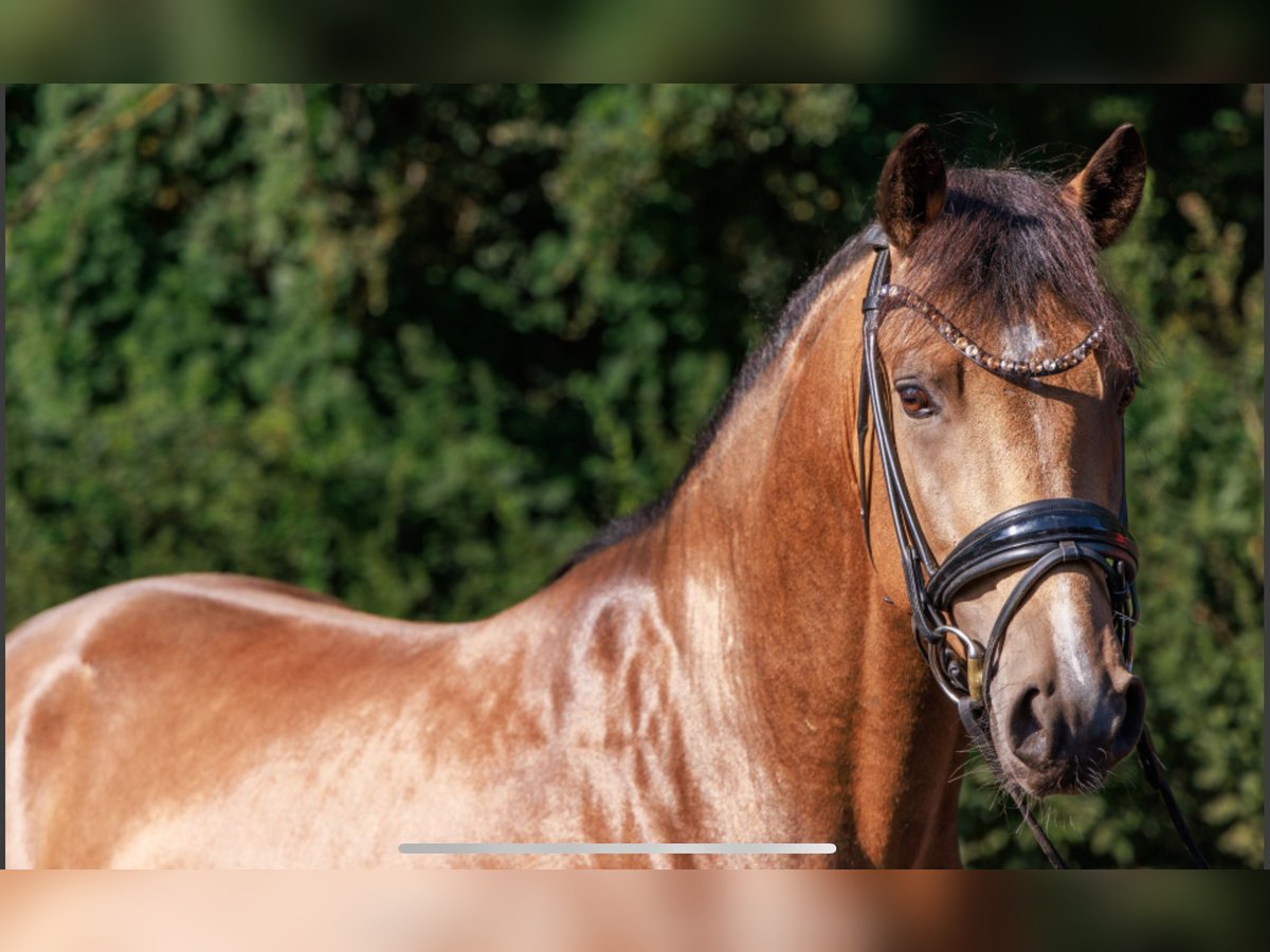German Riding Pony Stallion 3 years 14,1 hh Dun in Teltow