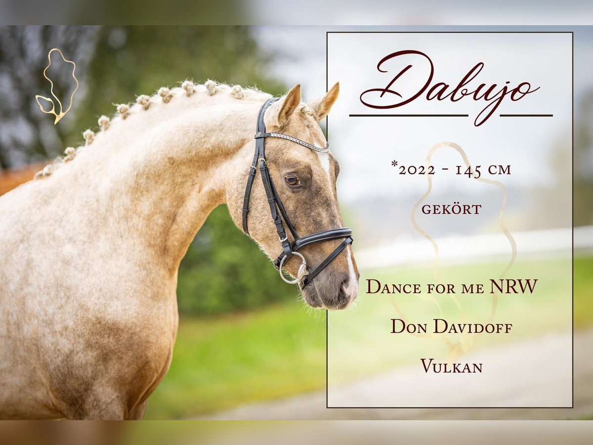 German Riding Pony Stallion 3 years 14,1 hh Palomino in Wiefelstede