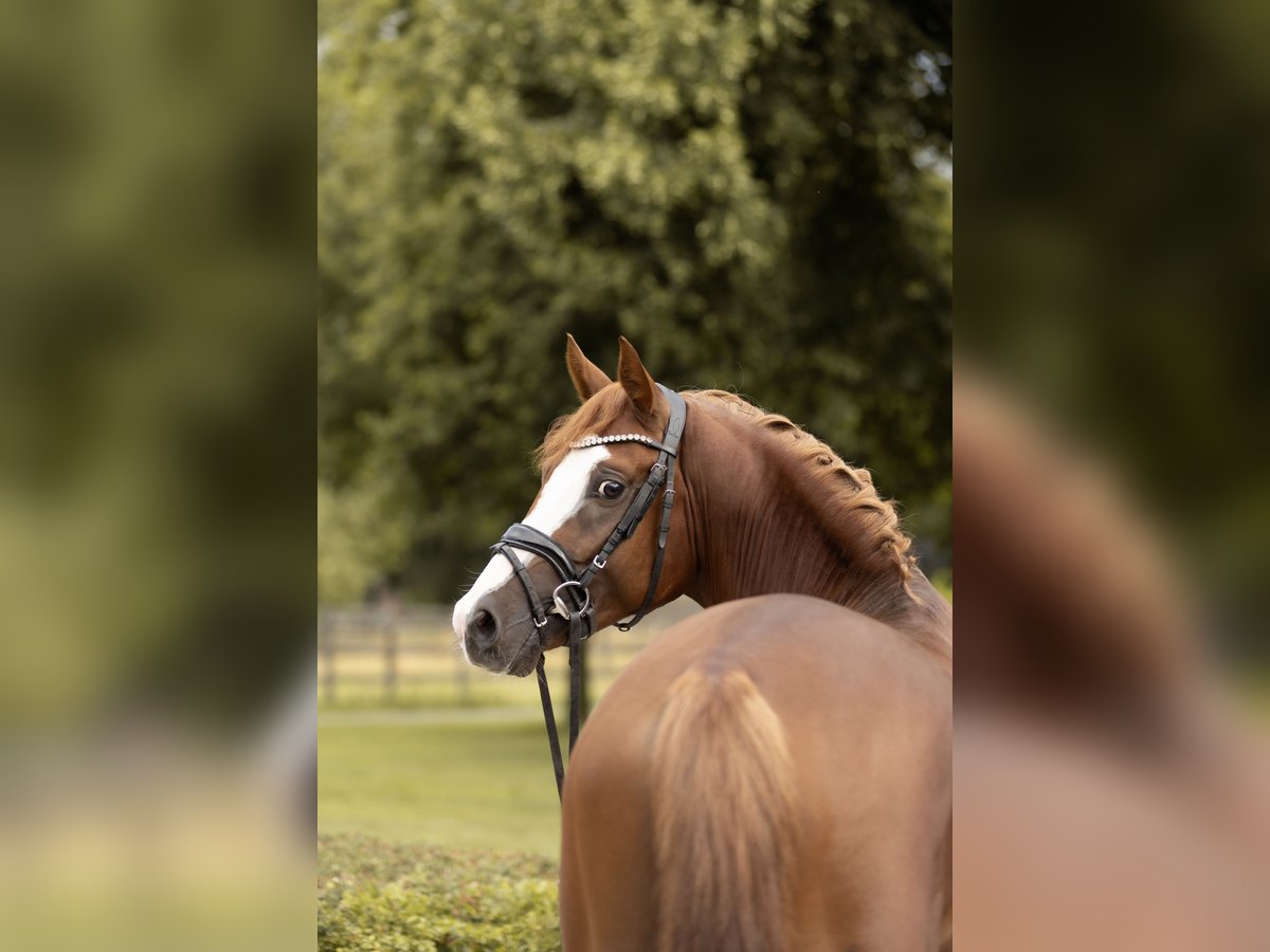 German Riding Pony Stallion 3 years 14,2 hh Chestnut-Red in Grevenbroich