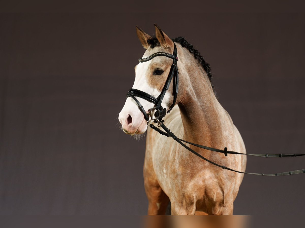 German Riding Pony Stallion 3 years 14,2 hh in Wipperf&#xFC;rth