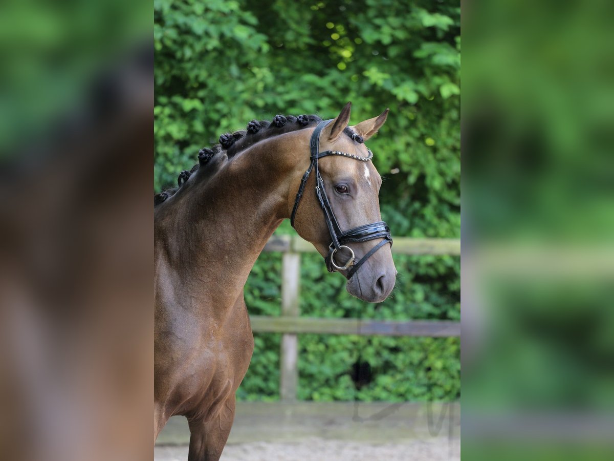 German Riding Pony Stallion 3 years 14,3 hh Buckskin in Heemskerk