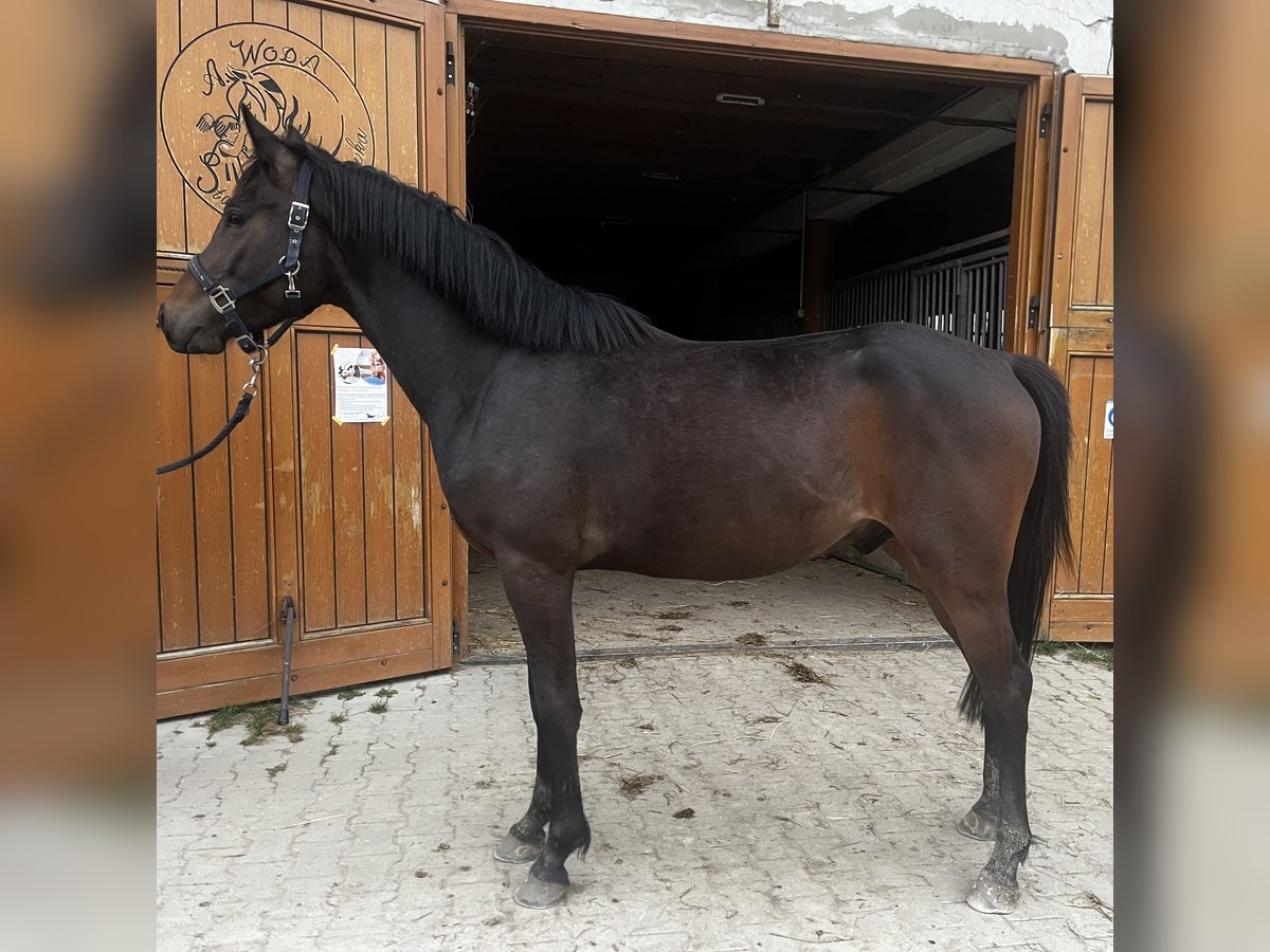 German Riding Pony Stallion 3 years 15 hh Bay-Dark in Wielogłowy, Chełmiec, Nowosądecki, MAŁOPOLSKIE
