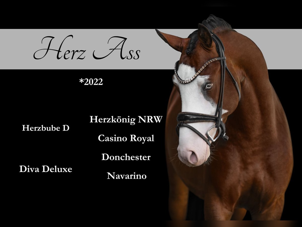 German Riding Pony Stallion 3 years 15,1 hh Brown in Wehringen