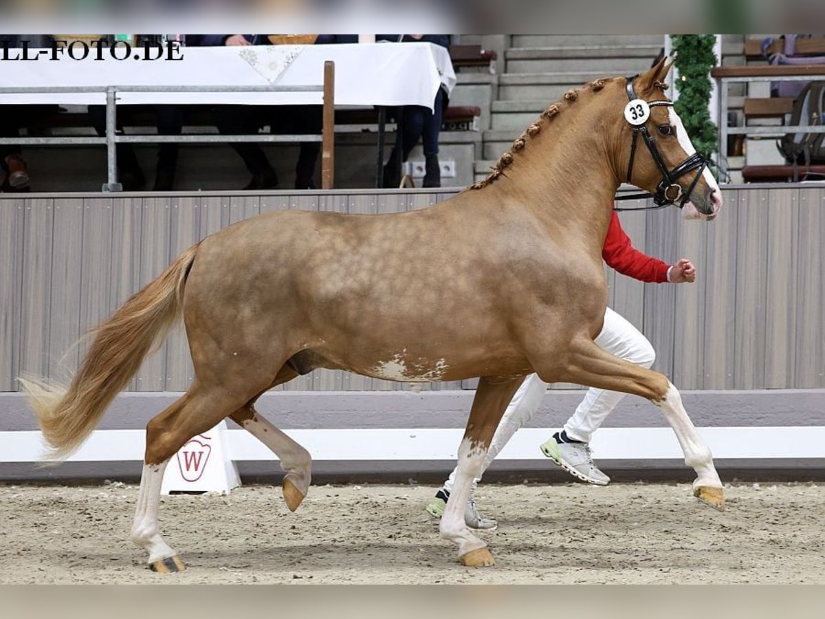 German Riding Pony Stallion 4 years 14,1 hh Chestnut-Red in Paderborn