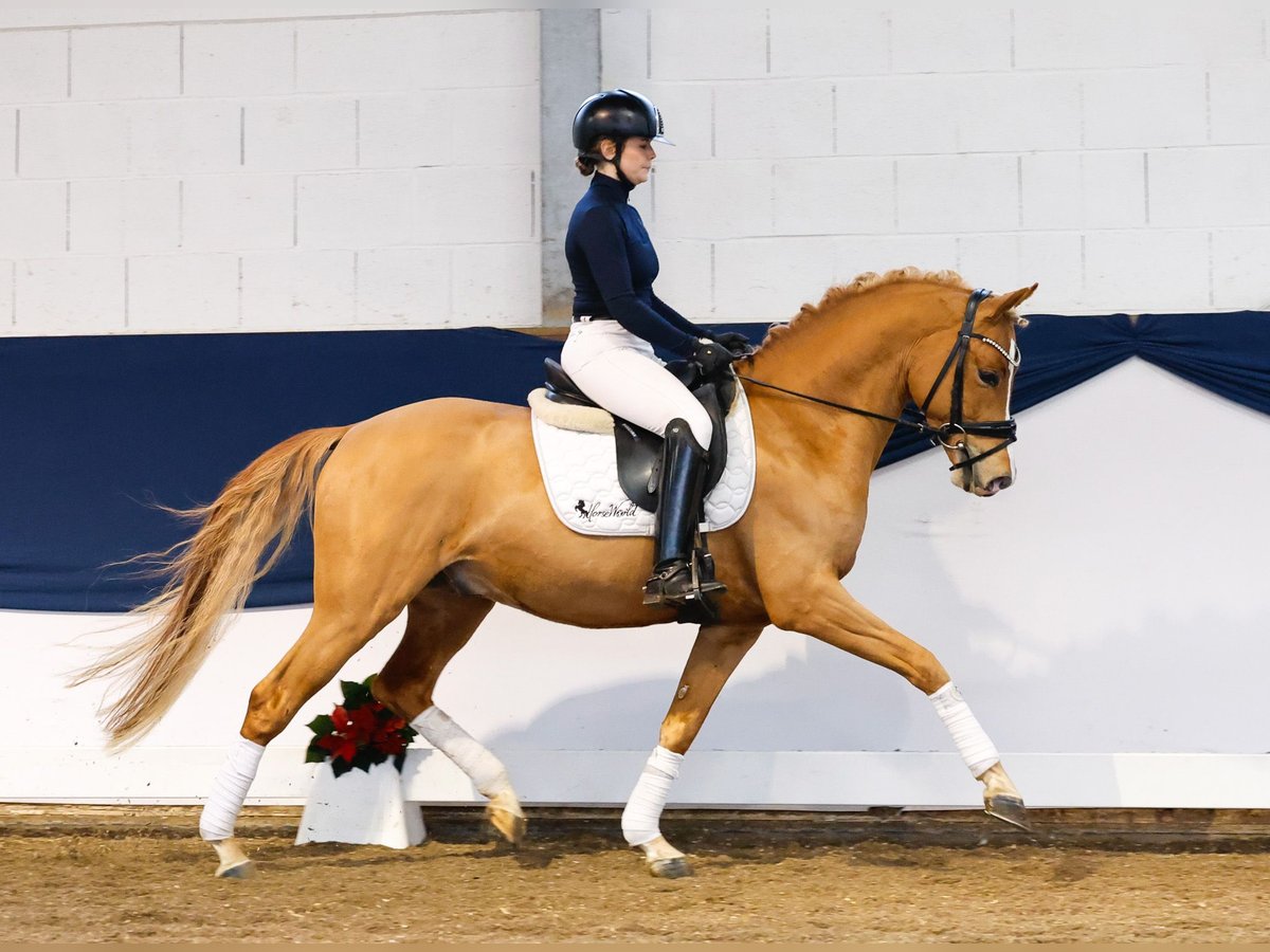 German Riding Pony Stallion 4 years 14,1 hh Chestnut-Red in Marsberg