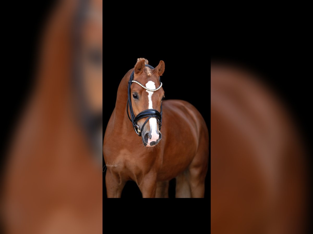 German Riding Pony Stallion 4 years 14,1 hh Chestnut-Red in Lehrberg