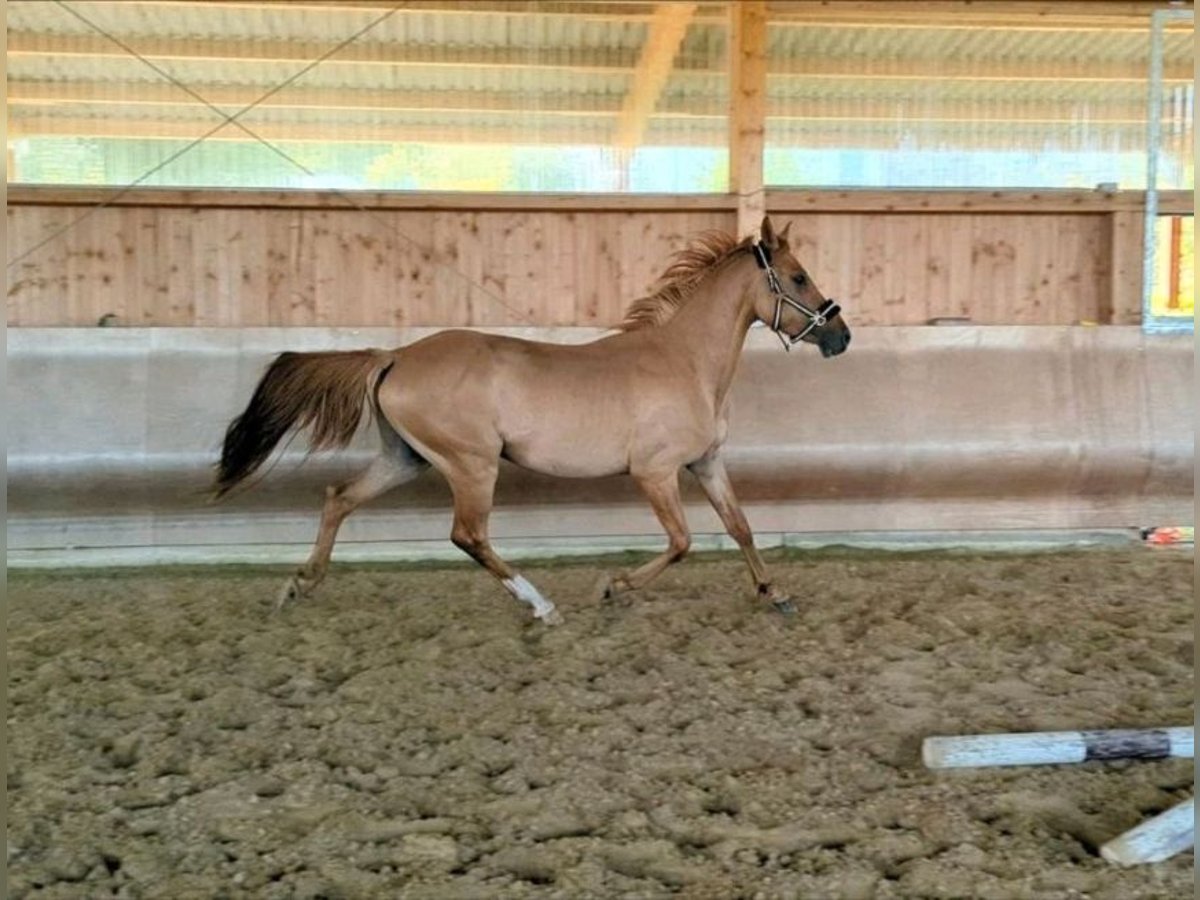 German Riding Pony Stallion 4 years 14,1 hh Dunalino in Eulenberg