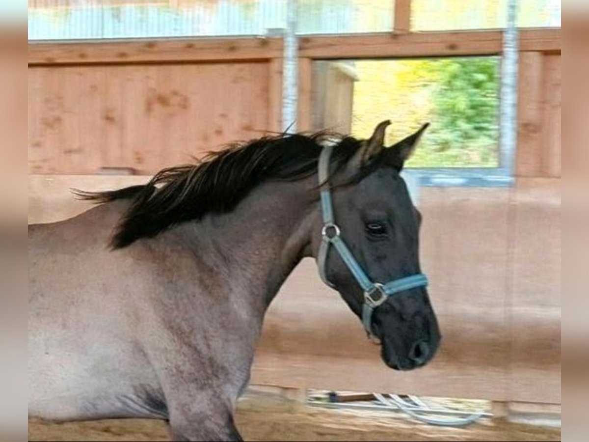 German Riding Pony Stallion 4 years 14,1 hh Grullo in Walterschen