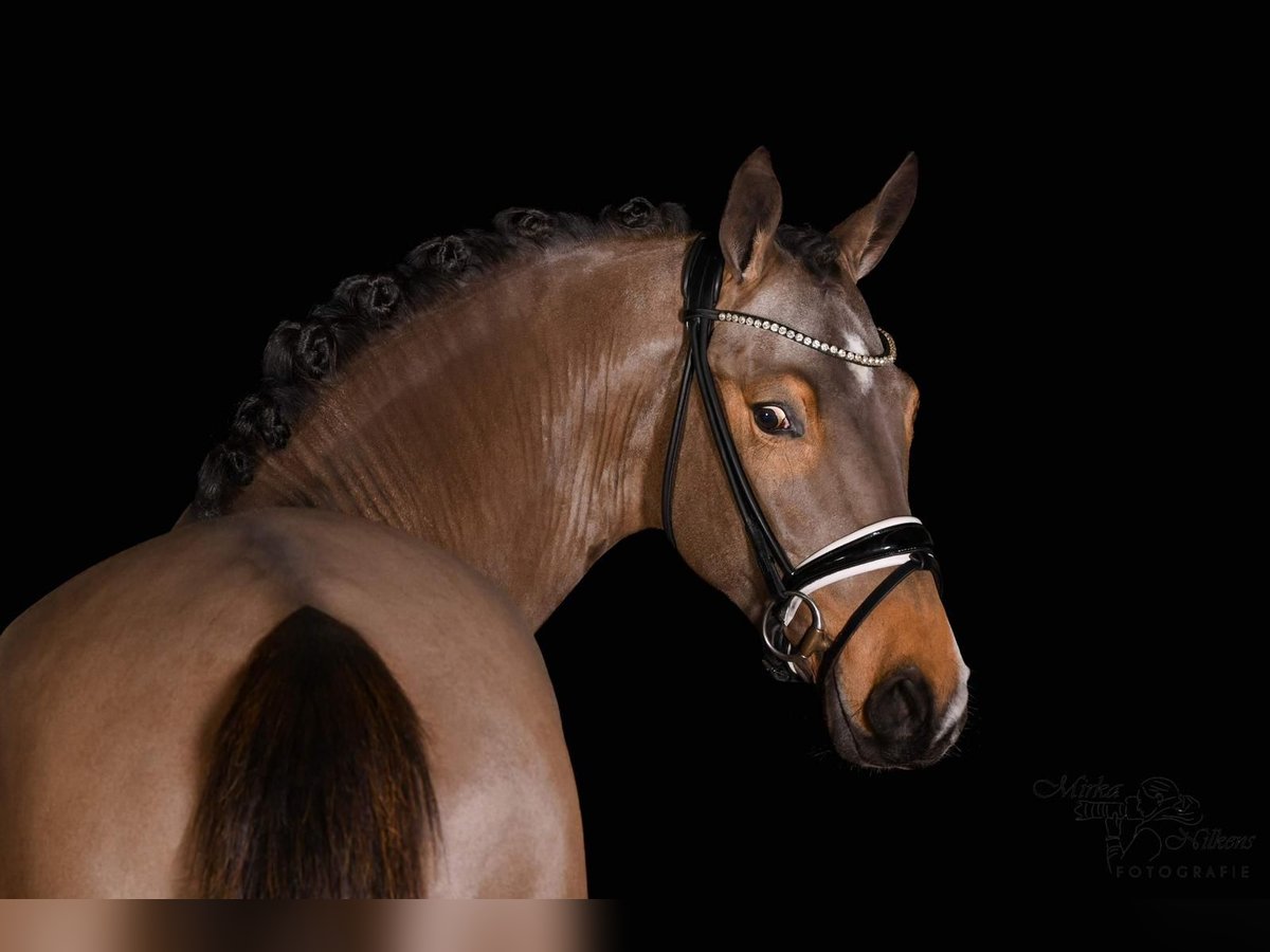 German Riding Pony Stallion 4 years 14,2 hh Buckskin in Vettweiß