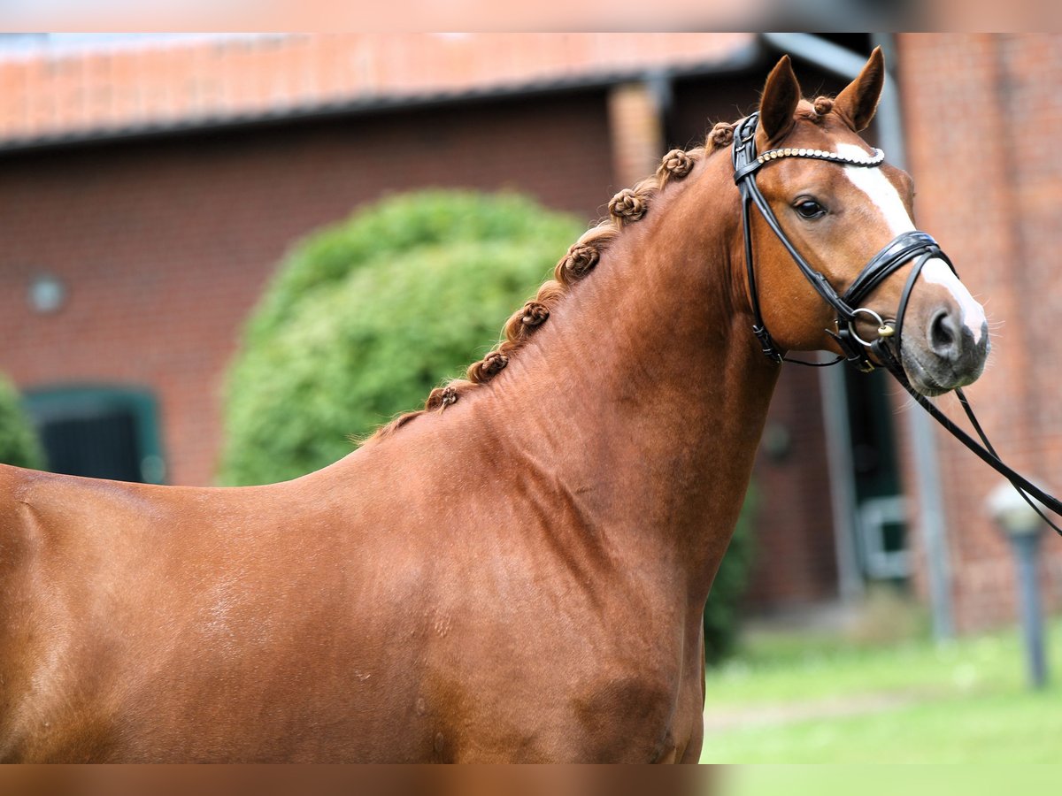 German Riding Pony Stallion 4 years 14,3 hh Chestnut-Red in Rehburg-Loccum