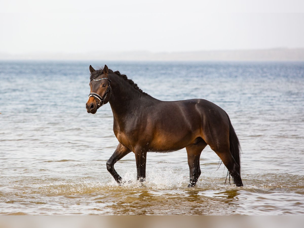 German Riding Pony Stallion 4 years 14,2 hh Bay-Dark in Raubling
