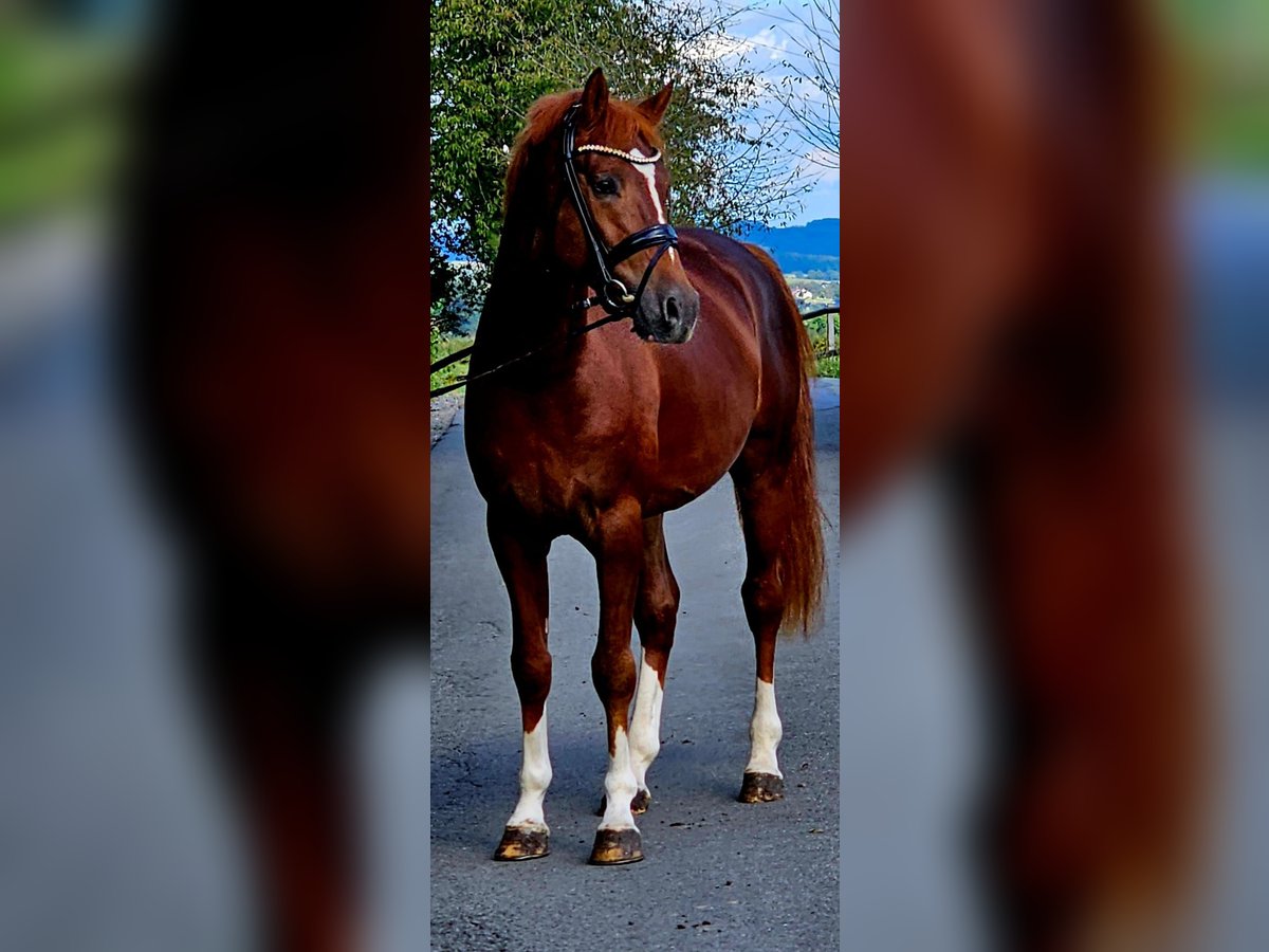 German Riding Pony Stallion 4 years 14,2 hh Chestnut in Ruppichteroth