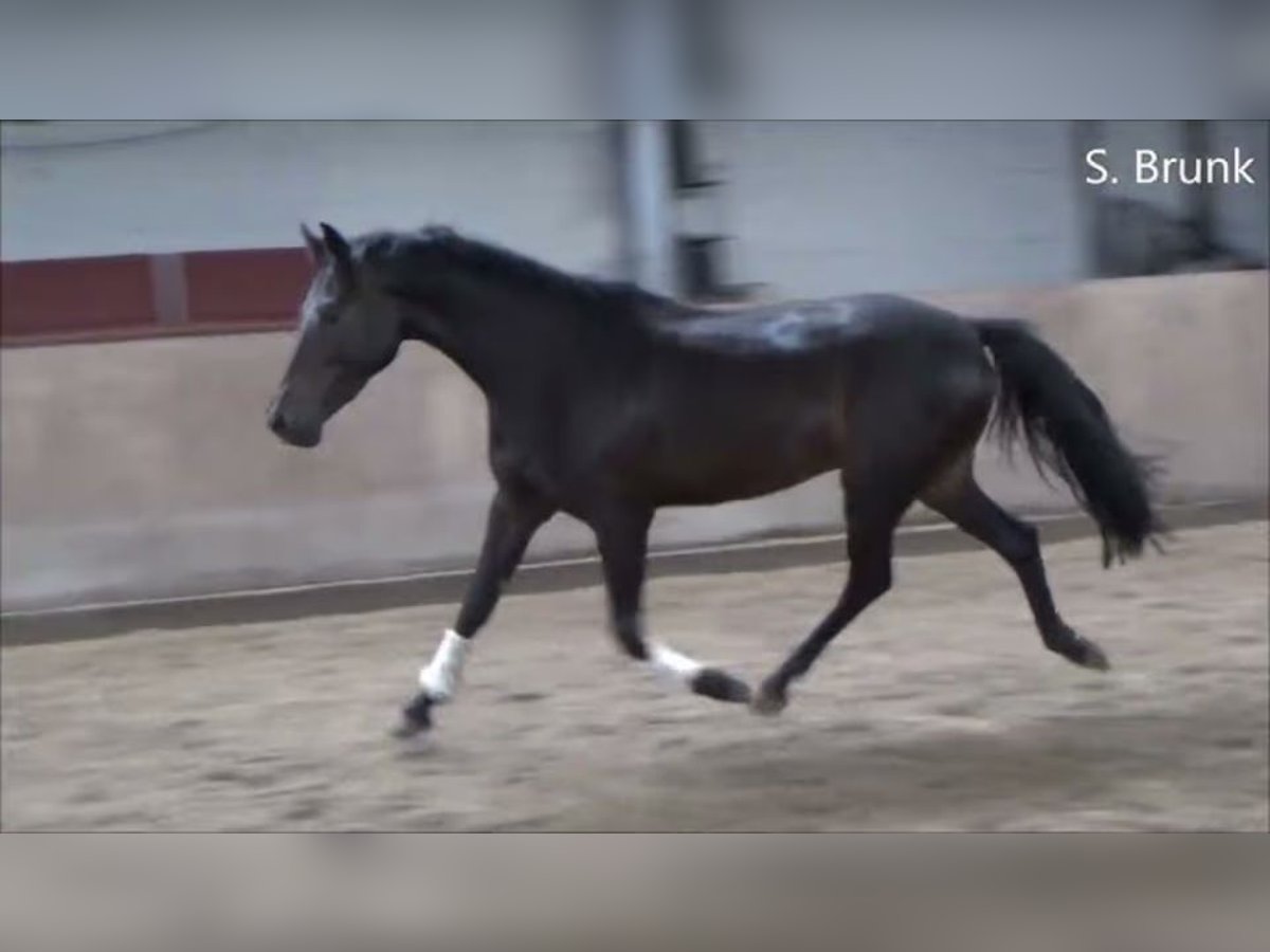 German Riding Pony Stallion 5 years 14,1 hh Black in Süderlügum