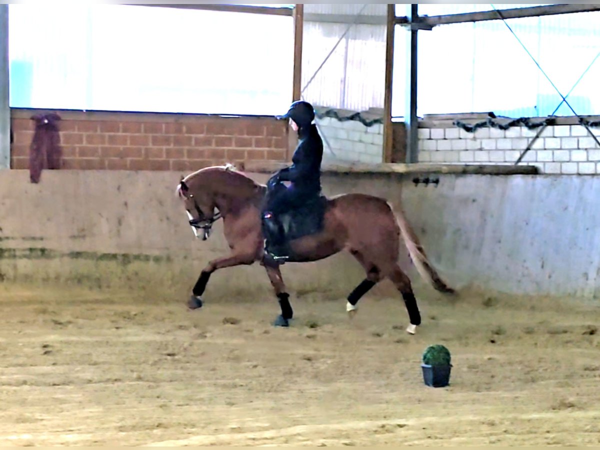 German Riding Pony Stallion 5 years 14,1 hh Chestnut-Red in Warendorf