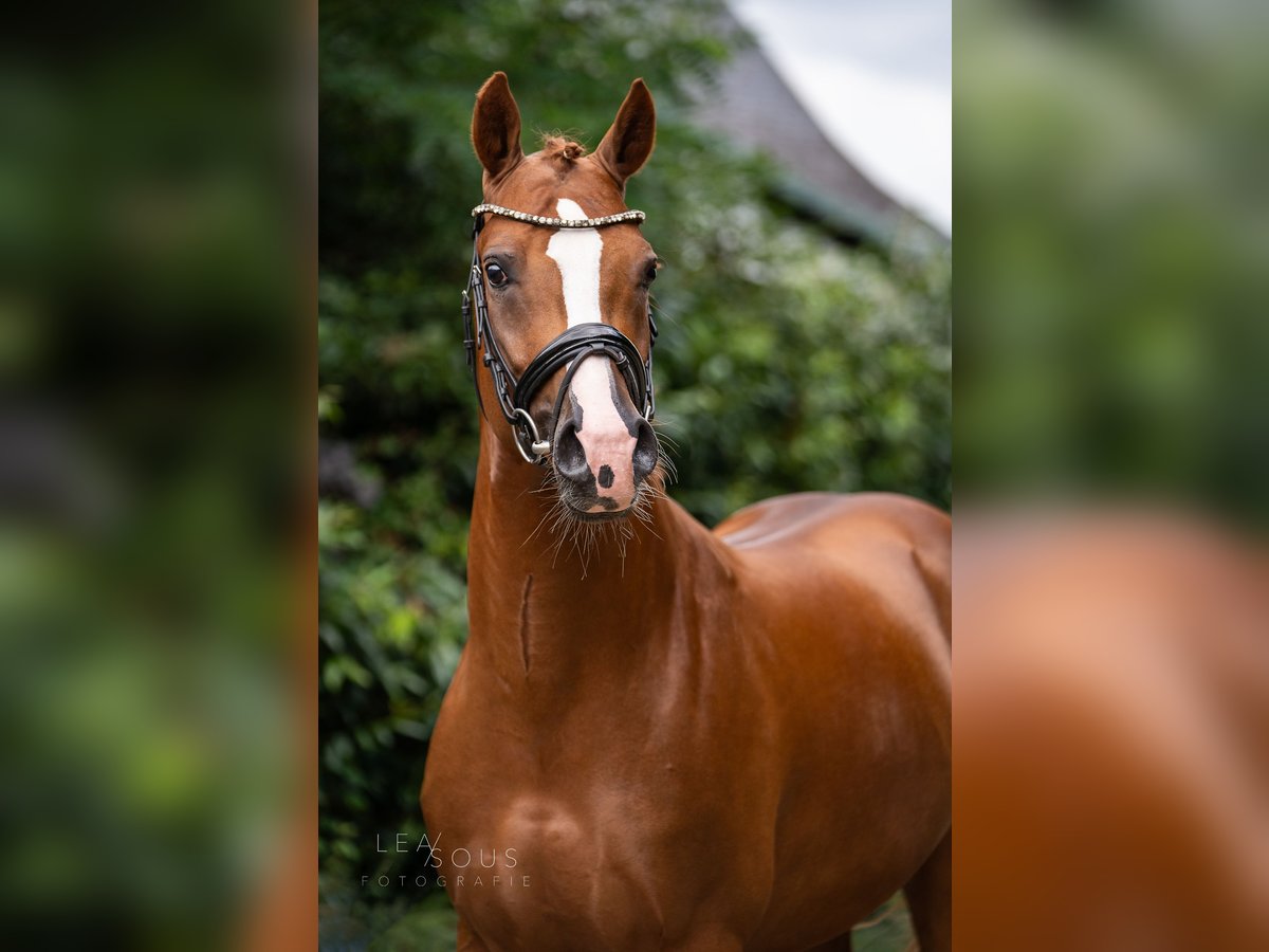 German Riding Pony Stallion 5 years 14,2 hh Chestnut-Red in Wetter (Ruhr)