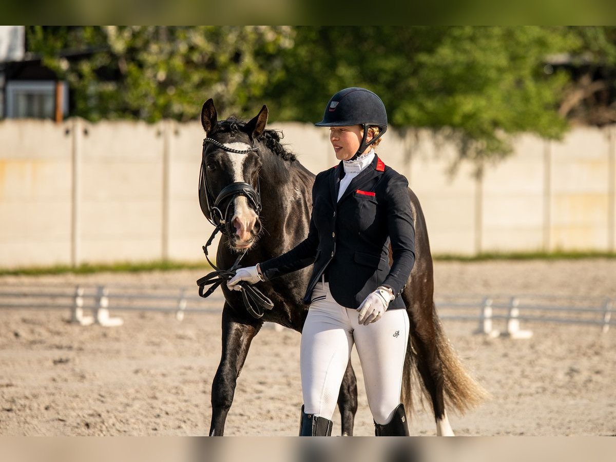 German Riding Pony Stallion 5 years 14,2 hh Black in TeltowTeltow