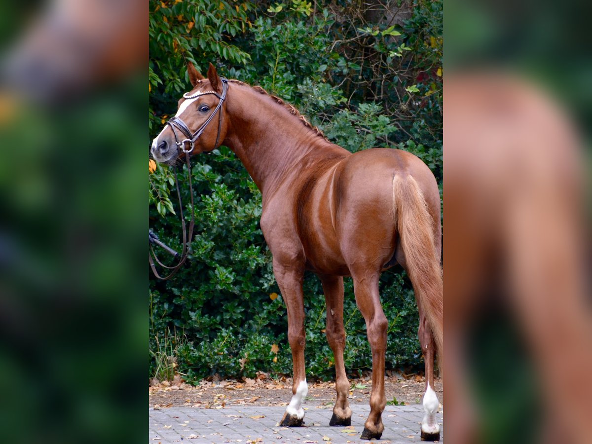 German Riding Pony Stallion 5 years 14,2 hh Chestnut-Red in Achim