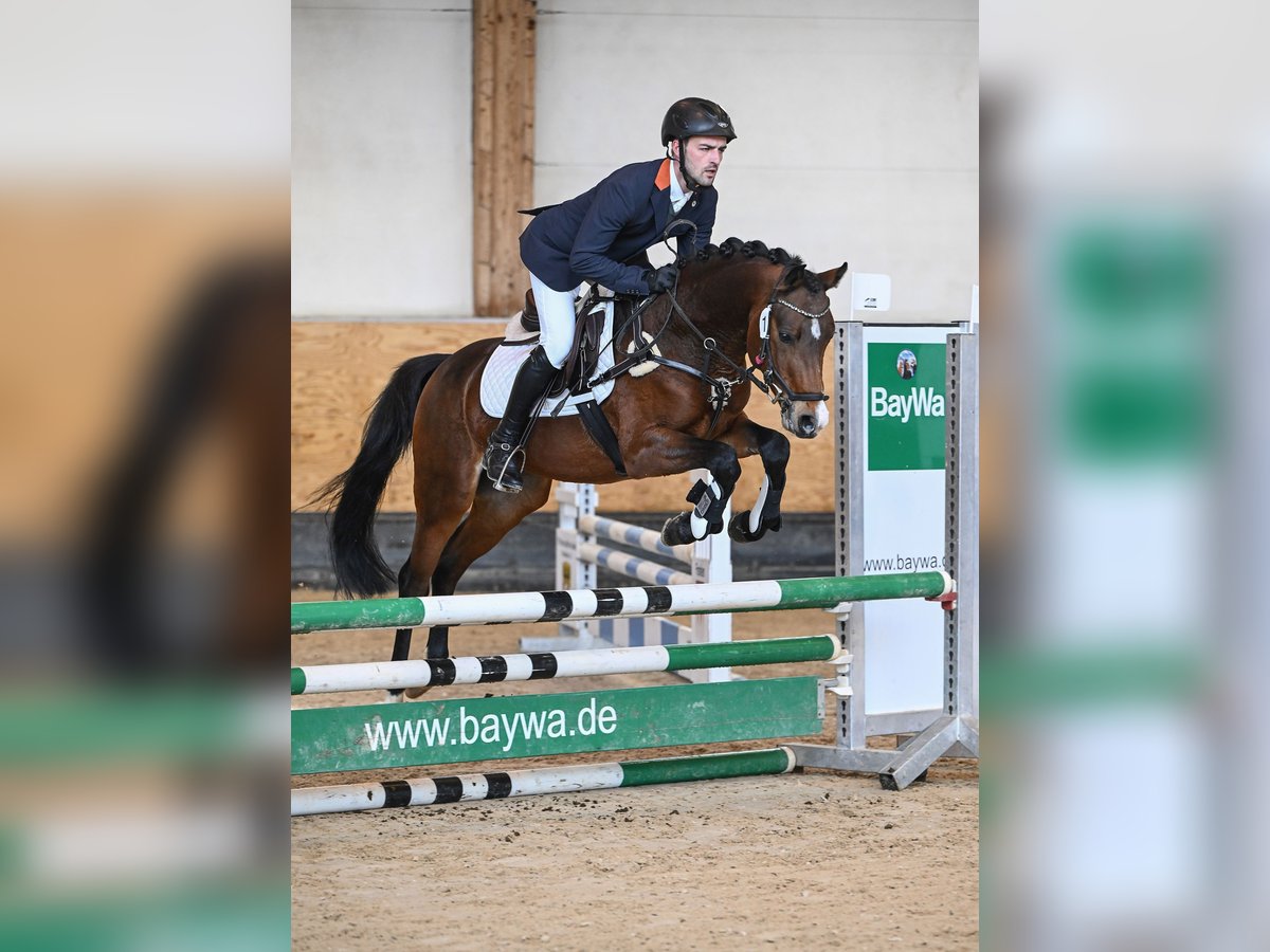 German Riding Pony Stallion 6 years 14,1 hh Brown in Gersthofen