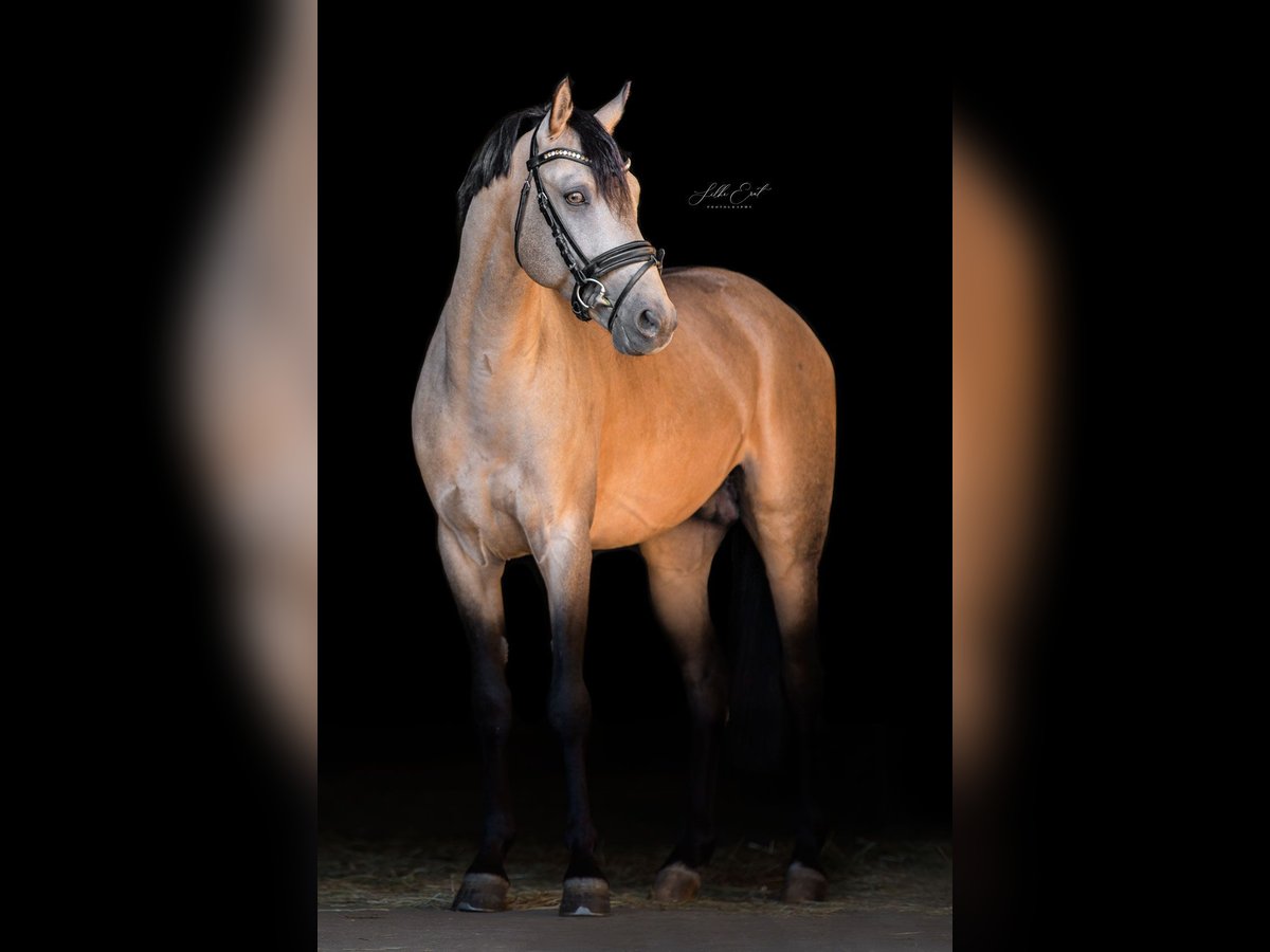 German Riding Pony Stallion 6 years 14,1 hh Buckskin in Eppingen