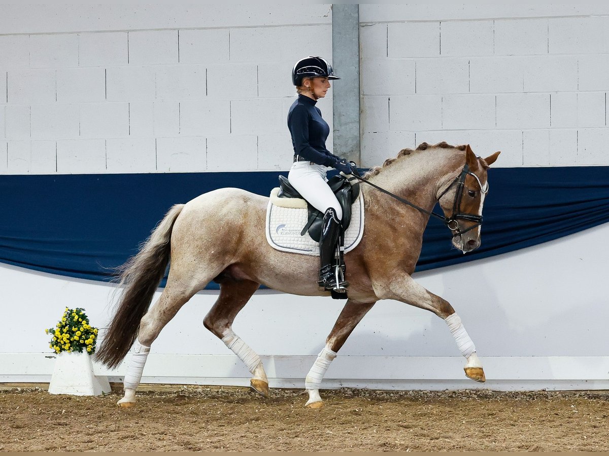 German Riding Pony Stallion 6 years 14,2 hh Gray-Red-Tan in Marsberg