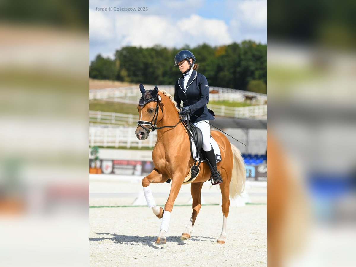 German Riding Pony Stallion 6 years 14,1 hh Palomino in Wa&#x142;brzych