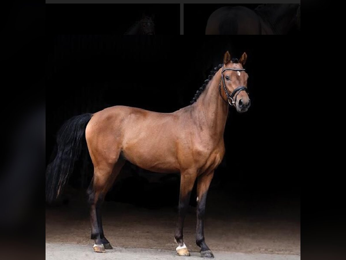 German Riding Pony Stallion 7 years 14,1 hh Brown in Süderlügum