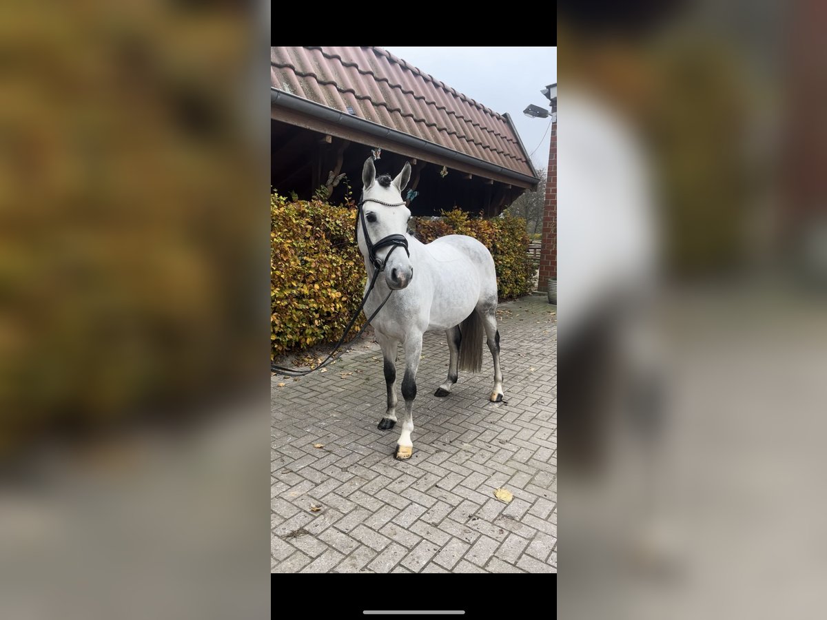 German Riding Pony Stallion 9 years 14,1 hh Gray-Dark-Tan in Rastede