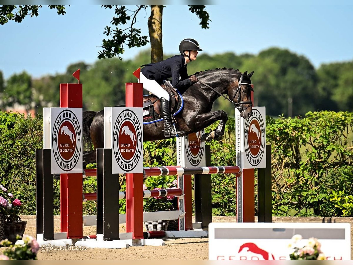 German Riding Pony Stallion Bay-Dark in Coesfeld