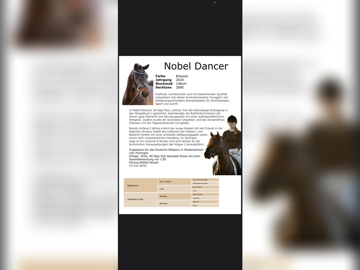 German Riding Pony Stallion Bay-Dark in Schladen