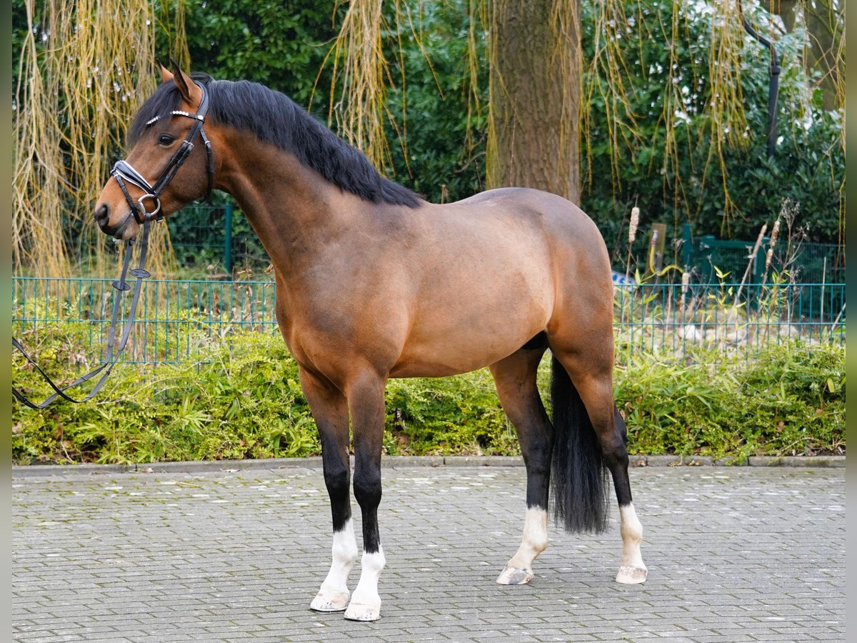 German Riding Pony Stallion Brown in Coesfeld