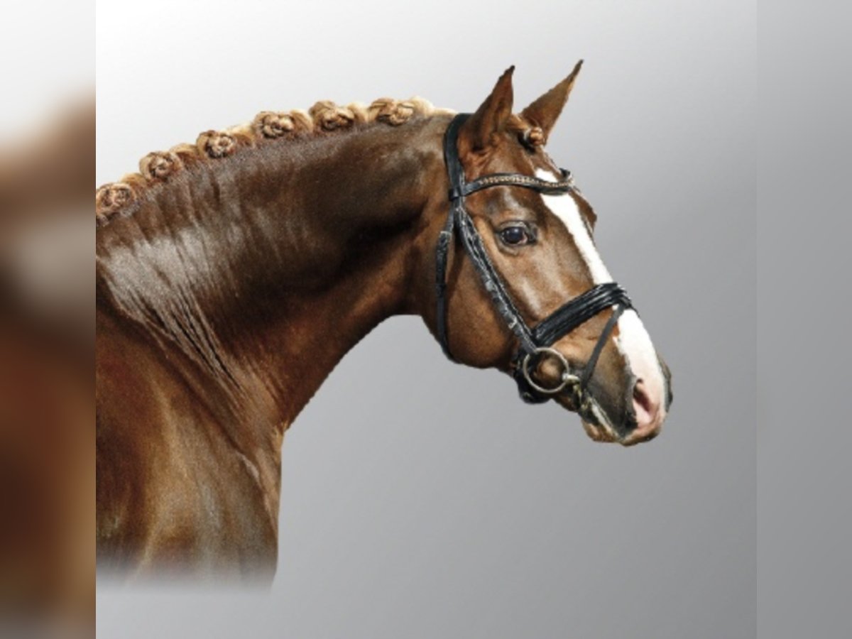 German Riding Pony Stallion Chestnut in Bedburg