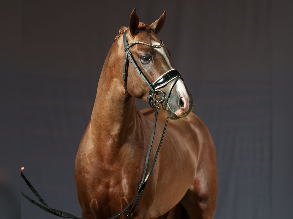 German Riding Pony Stallion Chestnut-Red in Bochum