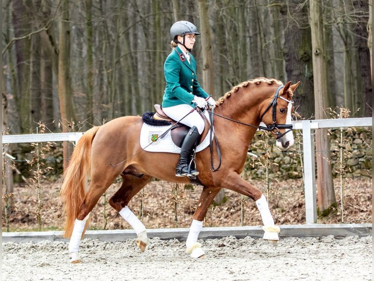 German Riding Pony Stallion Chestnut-Red in Moritzburg